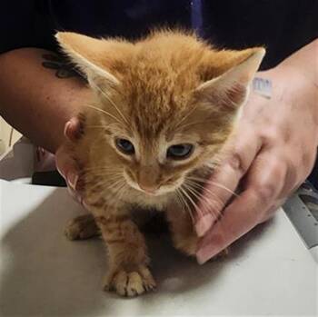Domestic Short Hair Cats Available for Adoption in Conroe, Texas - COSMOG | PetCurious