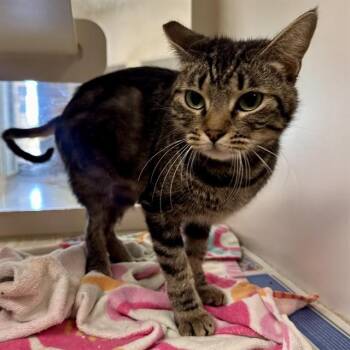 LADY -  Domestic Short Hair Cat for Adoption in Riverside, California - LADY | PetCurious