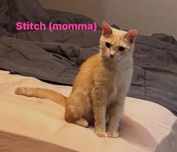 Stitch -  Domestic Short Hair Cat for Adoption in Cowlesville, New York - Stitch | PetCurious