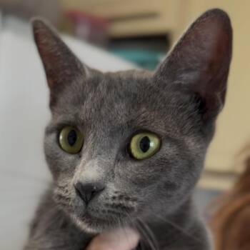 Domestic Short Hair Cats Available for Adoption - Stormi | PetCurious