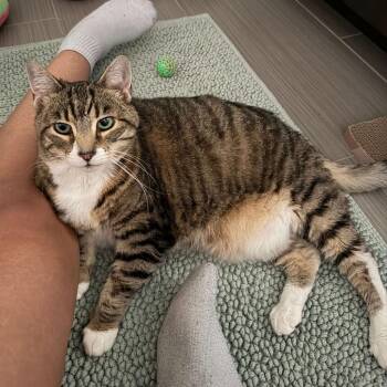 Angie -  Domestic Short Hair and Mixed Breed Cat for Adoption in Philadelphia, Pennsylvania - Angie | PetCurious