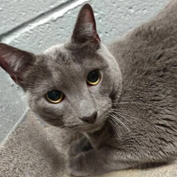 Chubaluba -  Domestic Short Hair Cat for Adoption in Allentown, Pennsylvania - Chubaluba | PetCurious