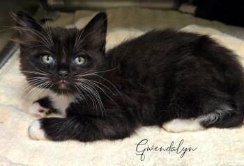 Gwendalyn -  Domestic Short Hair Cat for Adoption in Blountville, Tennessee - Gwendalyn | PetCurious