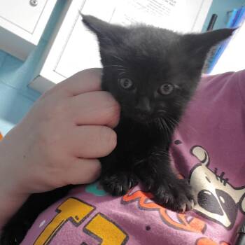 Domestic Short Hair Cats Available for Adoption in Jefferson City, Tennessee - Hershey | PetCurious