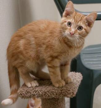 Cheeto -  Domestic Short Hair Cat for Adoption in Verona, Wisconsin - Cheeto | PetCurious