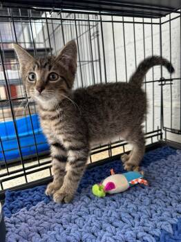 Doughnut -  Domestic Short Hair Cat for Adoption in Newberg, Oregon - Doughnut | PetCurious