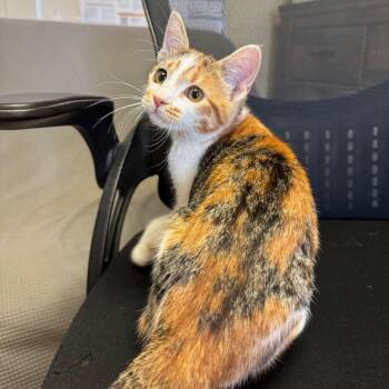 Spatula -  Domestic Short Hair Cat for Adoption in Buffalo, Minnesota - Spatula | PetCurious