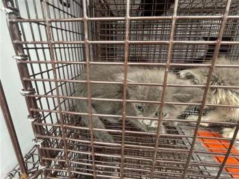 Domestic Short Hair Cats Available for Adoption in Houston, Texas - A656776 | PetCurious