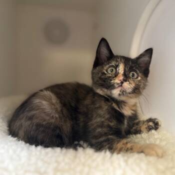 Domestic Short Hair Cats Available for Adoption in Riverside, California - Buttercup | PetCurious