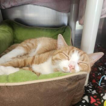 Honey -  Domestic Short Hair Cat for Adoption in Brockton, Massachusetts - Honey | PetCurious
