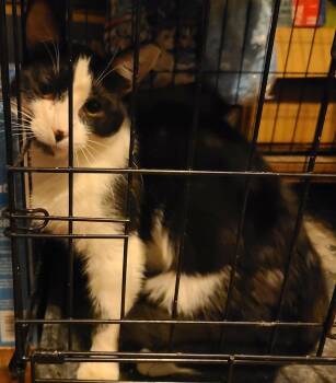 Domestic Short Hair Cats Available for Adoption - Dixie | PetCurious