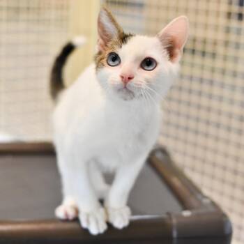 Skeletor -  Domestic Short Hair Cat for Adoption in Kailua-kona, Hawaii - Skeletor | PetCurious