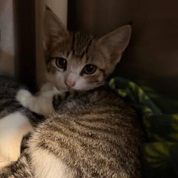 Roni Roll -  Domestic Short Hair Cat for Adoption - Roni Roll | PetCurious