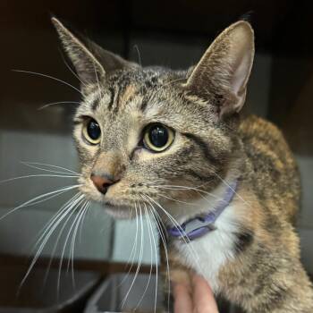 Domestic Short Hair Cats Available for Adoption - WALL-E | PetCurious