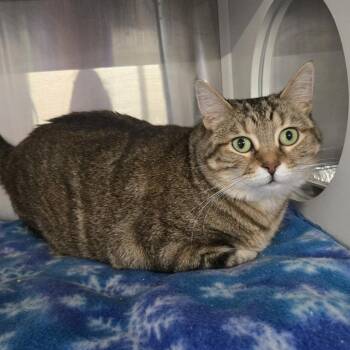 Missy the Striped -  Domestic Short Hair Cat for Adoption in Dearborn, Michigan - Missy The Striped | PetCurious