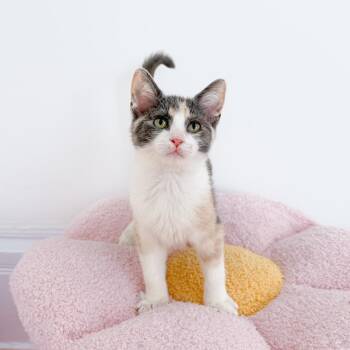 Dilute Calico Cats Available for Adoption in New Orleans, Louisiana - Wanda | PetCurious