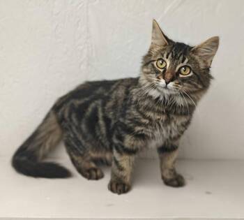 Amani -  Tabby Cat for Adoption in West Palm Beach, Florida - Amani | PetCurious