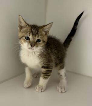 Sleepy -  Domestic Short Hair Cat for Adoption in Rochester, Indiana - Sleepy | PetCurious