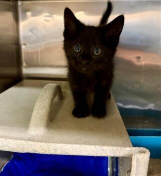 Domestic Short Hair Cats Available for Adoption in Moreno Valley, California - A550569 | PetCurious