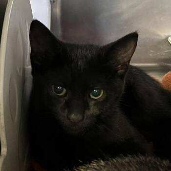 Avid 2 -  Domestic Short Hair Cat for Adoption in Baltimore, Maryland - Avid 2 | PetCurious