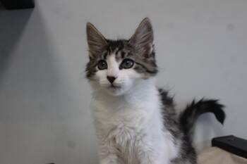 ZAP -  Domestic Long Hair Cat for Adoption in Chestertown, Maryland - ZAP | PetCurious