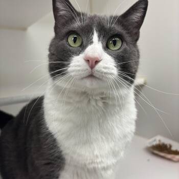 Whitney -  Domestic Short Hair Cat for Adoption in Reisterstown, Maryland - Whitney | PetCurious