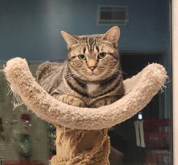 Poppy -  Domestic Short Hair Cat for Adoption in Boiling Springs, Pennsylvania - Poppy | PetCurious