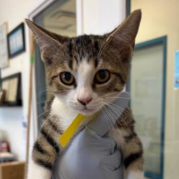 Jeoffrey -  Domestic Short Hair Cat for Adoption in Nashville, Tennessee - Jeoffrey | PetCurious