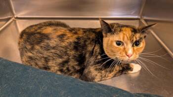 Briar -  Domestic Short Hair Cat for Adoption in Havre, Montana - Briar | PetCurious