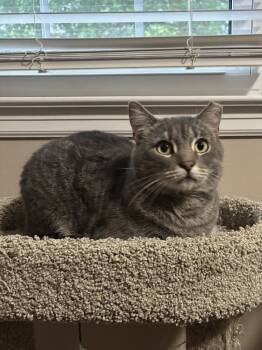 Rescue Domestic Short Hair and Tabby Cats for Adoption in Glen Raven, North Carolina - MERCURY | PetCurious