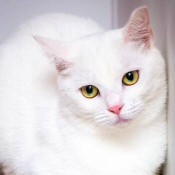 Scout -  Domestic Short Hair Cat for Adoption in Hattiesburg, Mississippi - Scout | PetCurious