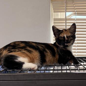 Felicia -  American Shorthair and Domestic Short Hair Cat for Adoption in Mount Vernon, Illinois - Felicia | PetCurious