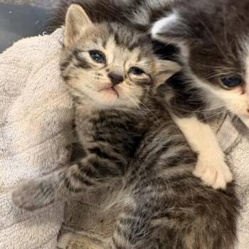 Chel -  Domestic Short Hair Cat for Adoption in Lynchburg, Virginia - Chel | PetCurious