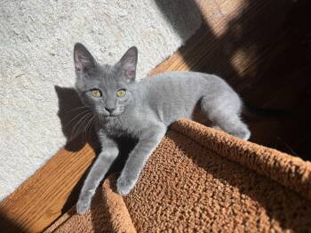 Dust -  Domestic Short Hair Cat for Adoption in Wilmington, North Carolina - Dust | PetCurious
