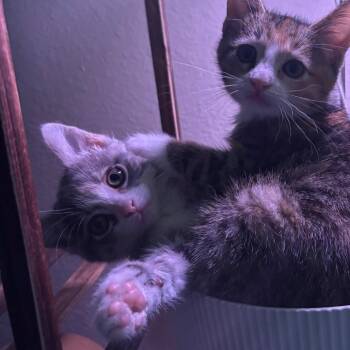 Penny (Bonded) -  Domestic Short Hair Cat for Adoption in Denver, Colorado - Penny (Bonded) | PetCurious