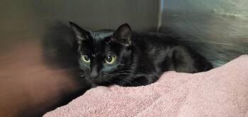 *Kuromi* -  Domestic Short Hair Cat for Adoption in Salt Lake City, Utah - *Kuromi* | PetCurious