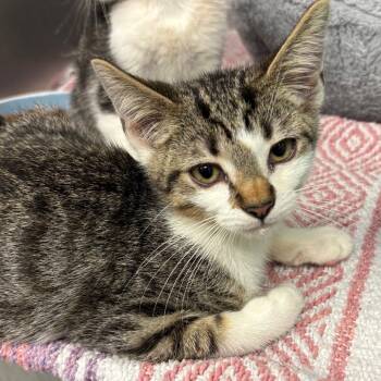 Rescue Domestic Short Hair Cats for Adoption in Los Angeles, California - Gardein | PetCurious