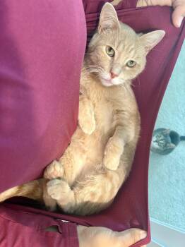 Rescue Domestic Short Hair Cats for Adoption in Black Mountain, North Carolina - Georgie | PetCurious