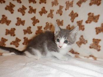 SCARLETT -  Domestic Short Hair Cat for Adoption in San Jose, California - SCARLETT | PetCurious
