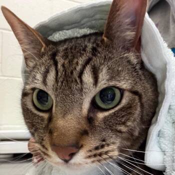 Percy -  Domestic Short Hair Cat for Adoption in Murray, Utah - Percy | PetCurious