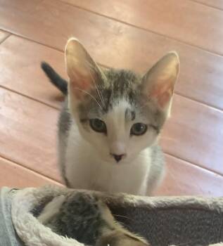 Rescue Domestic Short Hair Cats for Adoption in Villa Park, California - Cosmo | PetCurious