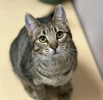Crumble -  Domestic Short Hair Cat for Adoption in Visalia, California - Crumble | PetCurious