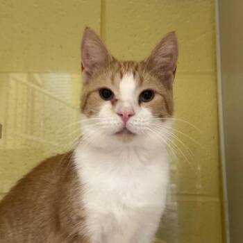 Claire -  Domestic Short Hair Cat for Adoption in West Olive, Michigan - Claire | PetCurious