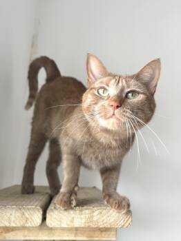 Domestic Short Hair Cats Available for Adoption in Chicago, Illinois - Baba Ghanoush | PetCurious