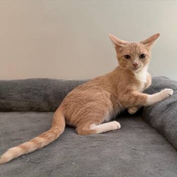 Merida- Tripod -  Domestic Short Hair Cat for Adoption in La Grange, Kentucky - Merida- Tripod | PetCurious