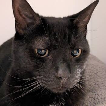 Domestic Short Hair Cats Available for Adoption in South Burlington, Vermont - Moony | PetCurious