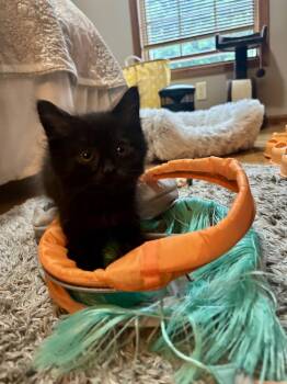 Cosmo -  Domestic Long Hair Cat for Adoption in Union Grove, Wisconsin - Cosmo | PetCurious