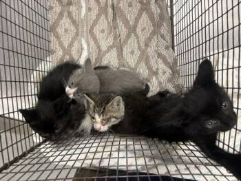 PIPPA -  Domestic Short Hair Cat for Adoption in Tustin, California - PIPPA | PetCurious