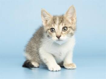 FIVER -  Domestic Short Hair Cat for Adoption in Phoenix, Arizona - FIVER | PetCurious
