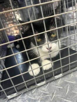 Domestic Short Hair Cats Available for Adoption in Palmetto, Florida - PEANUT | PetCurious